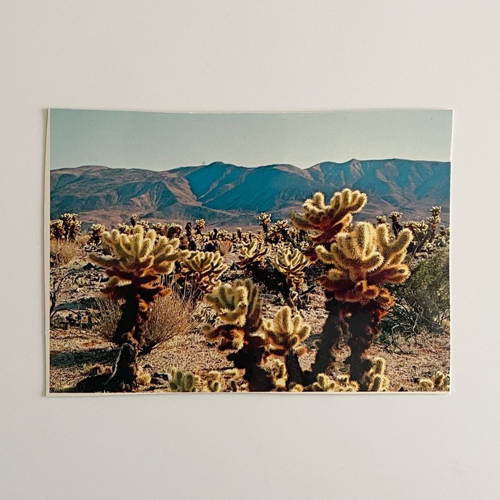 Postcard CA Teddy Bear Cholla in Cactus Garden Joshua Tree National Park Petley
